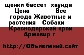 щенки бассет- хаунда › Цена ­ 20 000 - Все города Животные и растения » Собаки   . Краснодарский край,Армавир г.